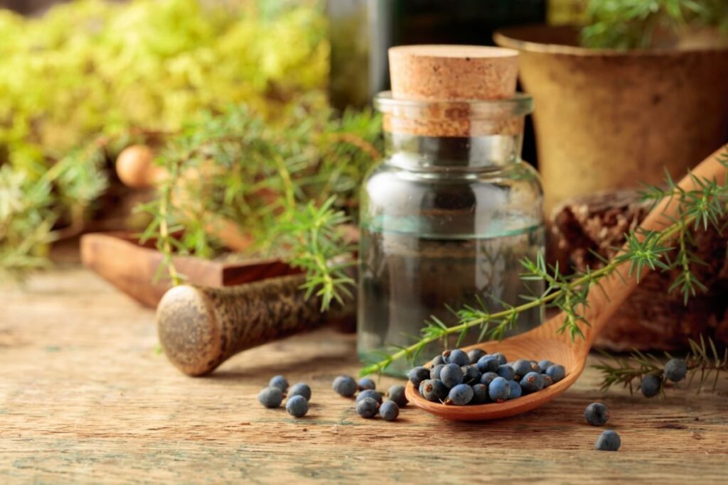 Kadagio uogos liaudies medicinos istorijoje
