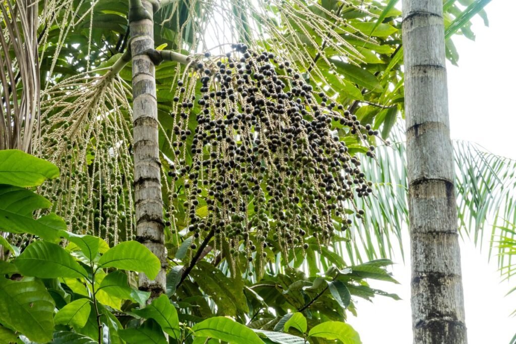 Aliejinė kopūstpalmė ir jos vaisiai acai uogos