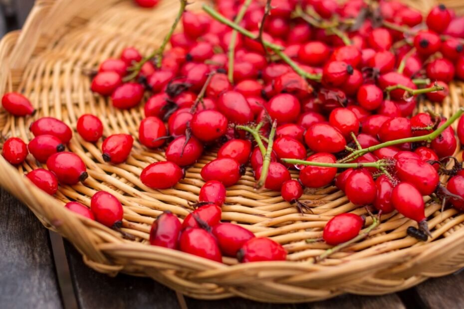 Erškėtrožių uogos: pamatę šias uogas, nepraeikite pro šalį – tai vitamino C „bomba“