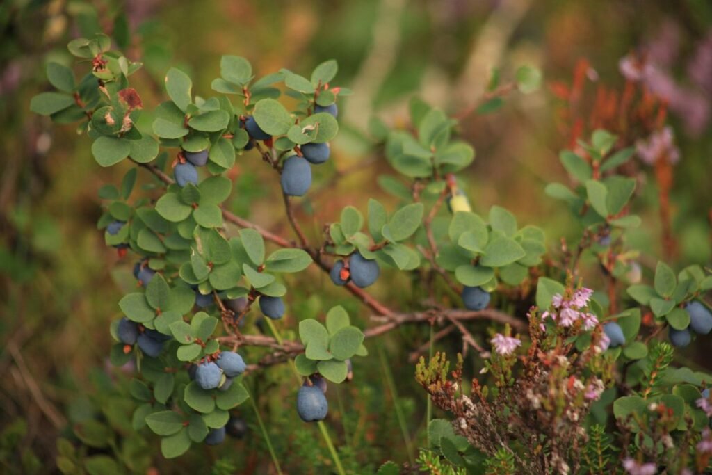 Vaivoro uogos – vitaminų ir mineralų šaltinis