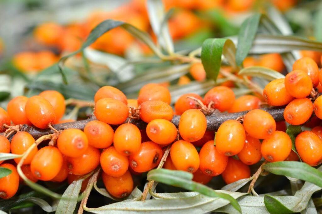 Šaltalankio uogos – oranžinė jėga sveikatai