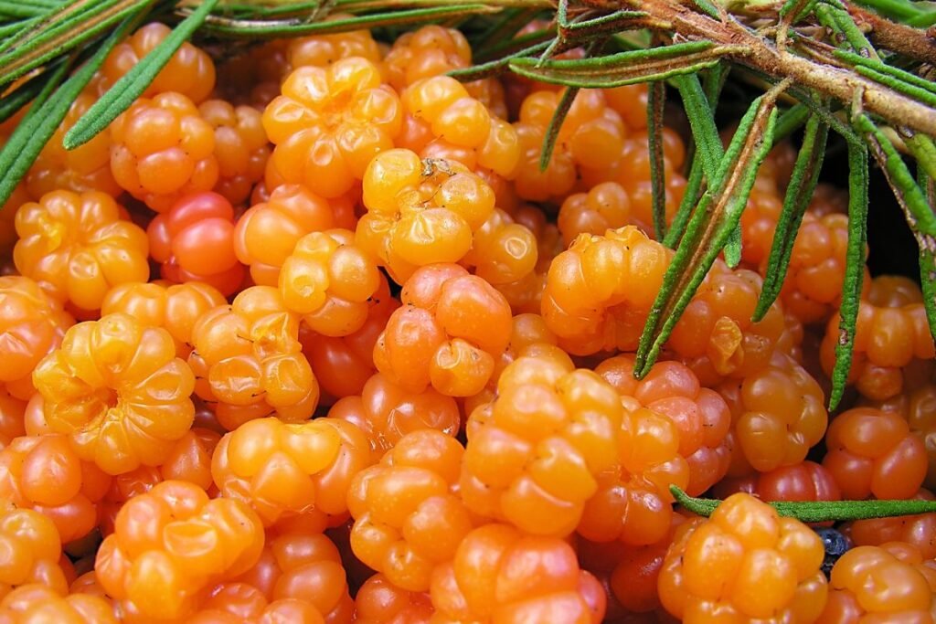 Tekšė – aromatingas šiaurės auksas