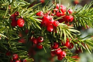 Kukmedžio uogos: pavojingu raudoniu viliojančios uogos, spendžiančios spąstus mūsų soduose ir parkuose