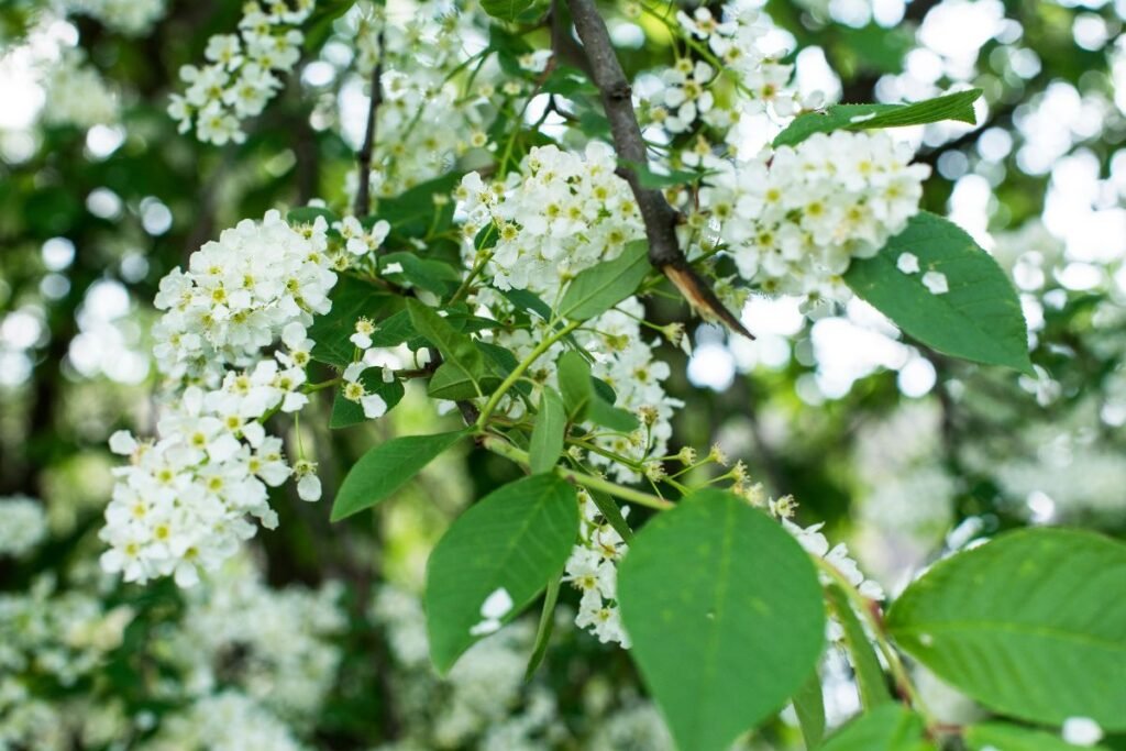 Ieva – lietuviško pavasario puošmena