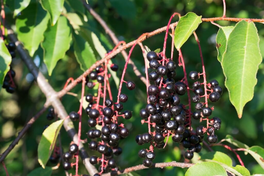 Ievos uogos liaudies medicinoje