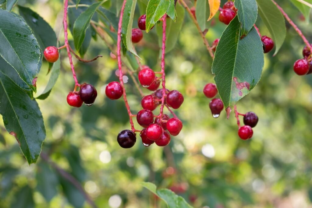 Ievos toksinės medžiagos – kur jų daugiausiai?