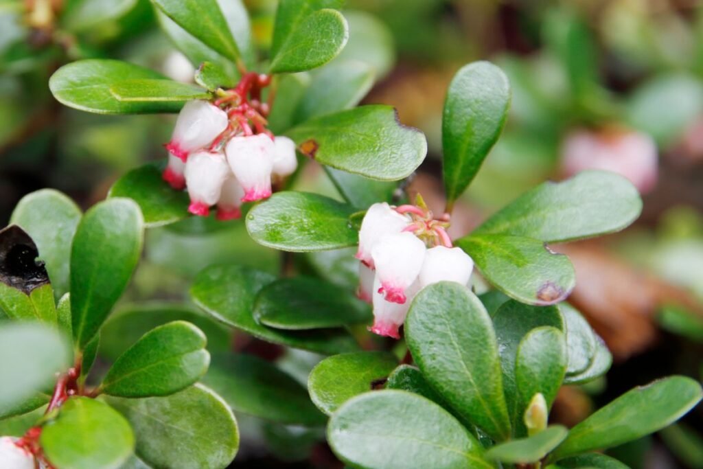 Meškauogė: išvaizda ir paplitimas