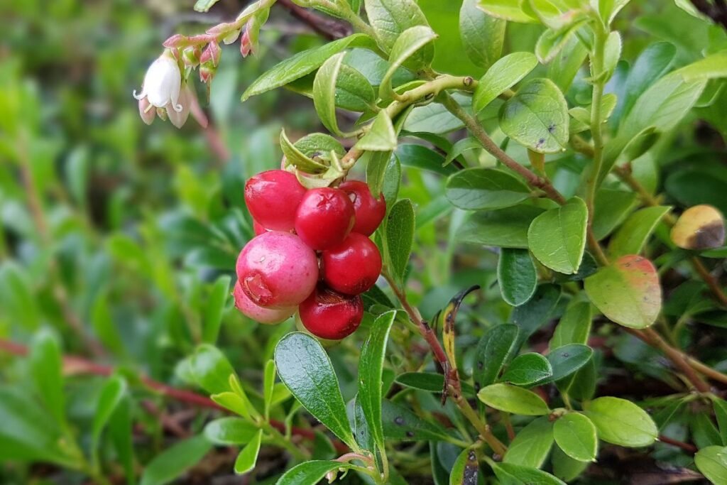 Meškauogių uogų skonis ir panaudojimas kulinarijoje