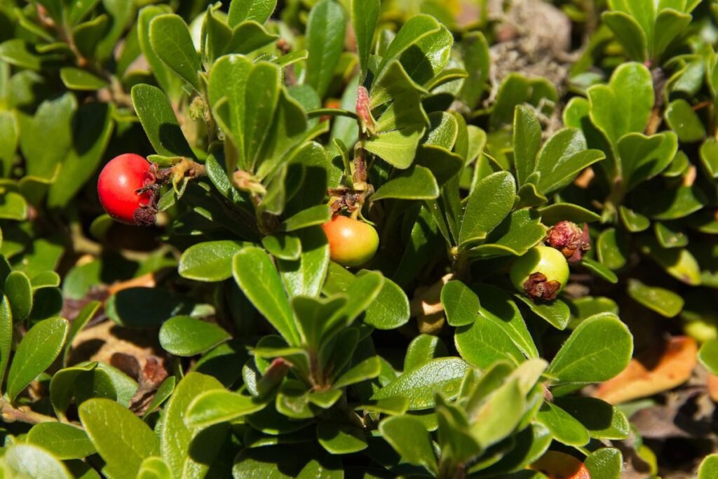 Meškauogė liaudies medicinoje