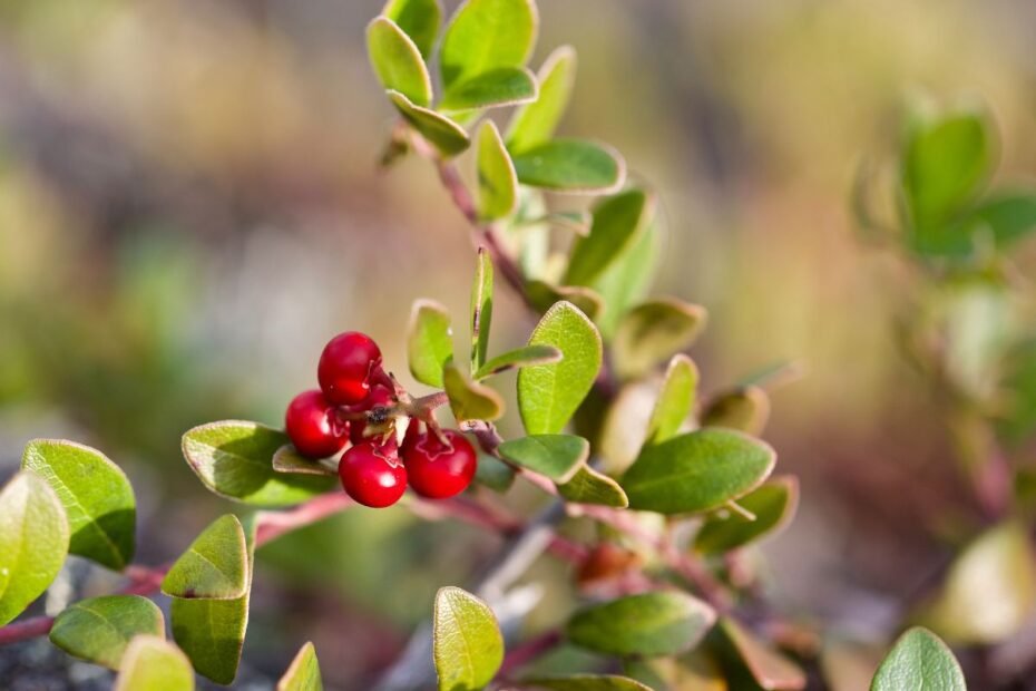 Meškauogė – itin reta Lietuvos miškuose, tačiau labiausiai vertinamos ne jos uogos. O kas?