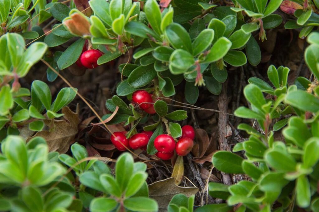 Meškauogė – retasis Lietuvos lobis