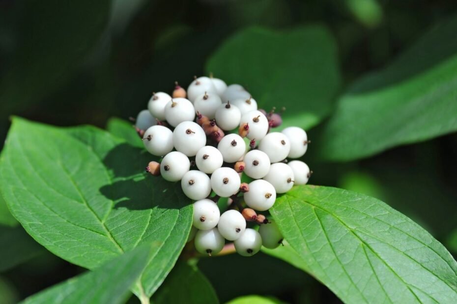 Meškytė – dekoratyvus grožis su pavojingomis uogomis. Kas nutiks paragavus?