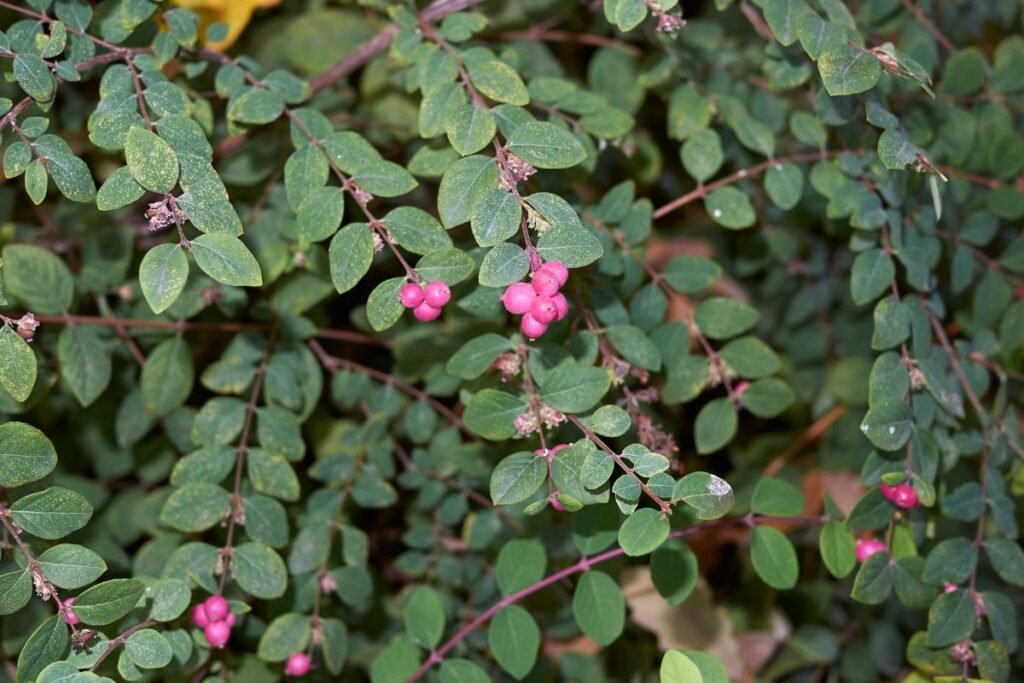 Apsinuodijimas meškytės uogomis: simptomai ir pavojai