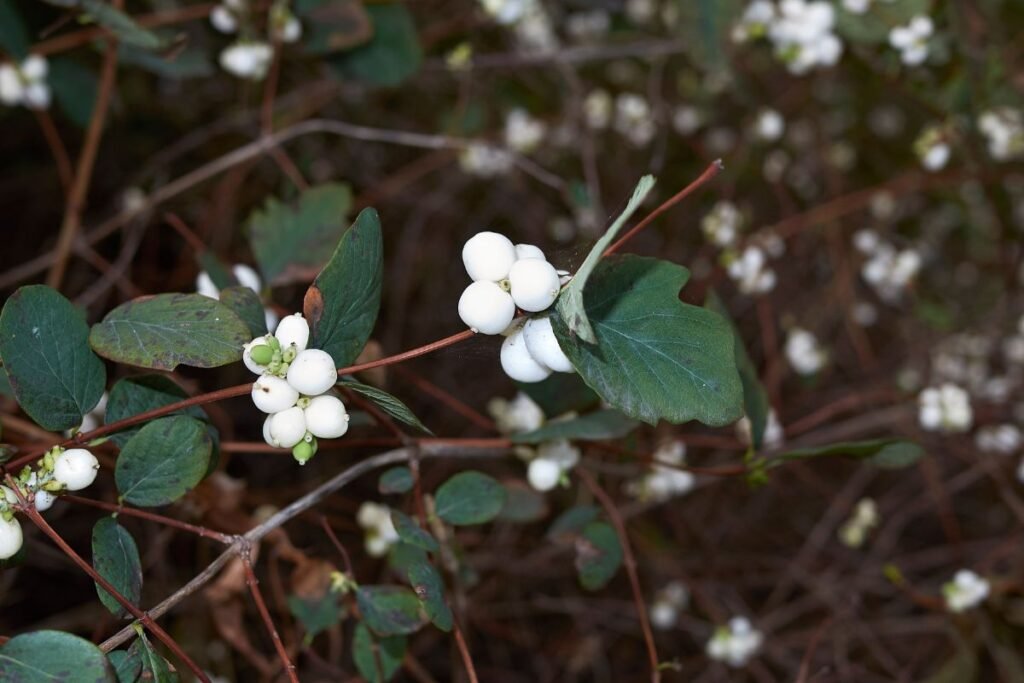 Meškytė: kaip apsaugoti vaikus?