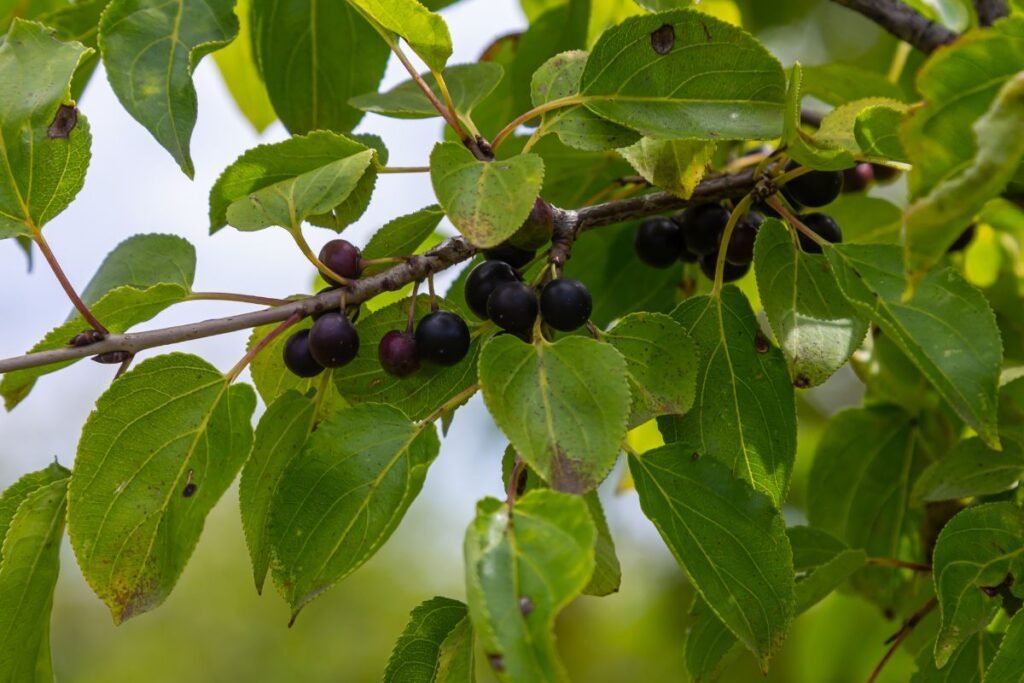 Šunobelė – gražus, bet pavojingas augalas