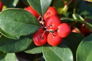 Bruknuolės – egzotiškos uogos, puošnios visus metus, o ypatingai šventiniu laikotarpiu. Kuo dar ypatingos?