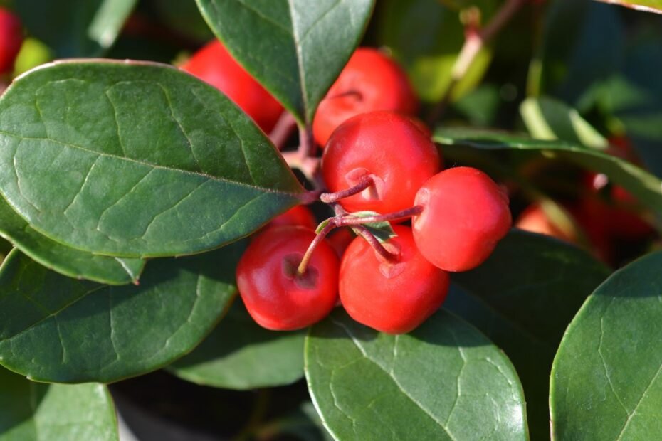 Bruknuolės – egzotiškos uogos, puošnios visus metus, o ypatingai šventiniu laikotarpiu. Kuo dar ypatingos?