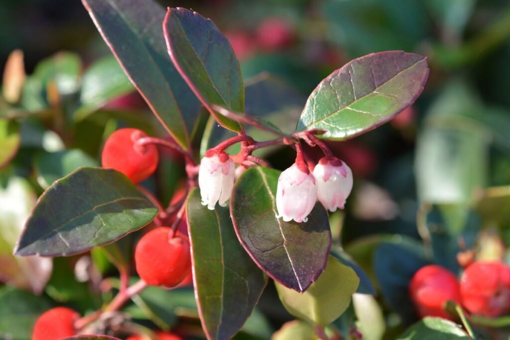 Bruknuolės: išvaizda ir paplitimas