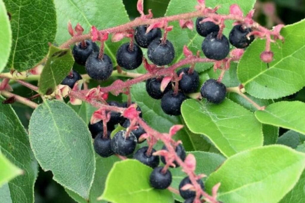 Bruknuolių uogos: kaip atrodo ir ko savyje turi?