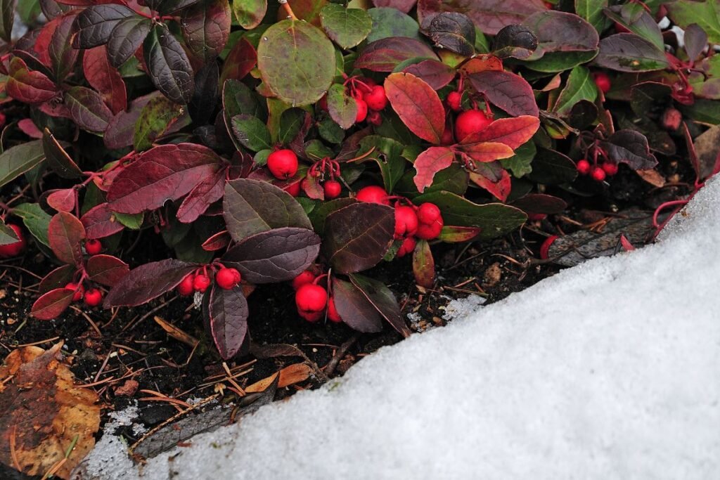 Bruknuolės auginimas ir priežiūra