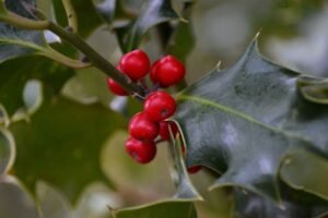 Bugienio uogos – Kalėdų simbolis, kuriuo geriau grožėtis iš tolo. Ar jos tikrai nuodingos?