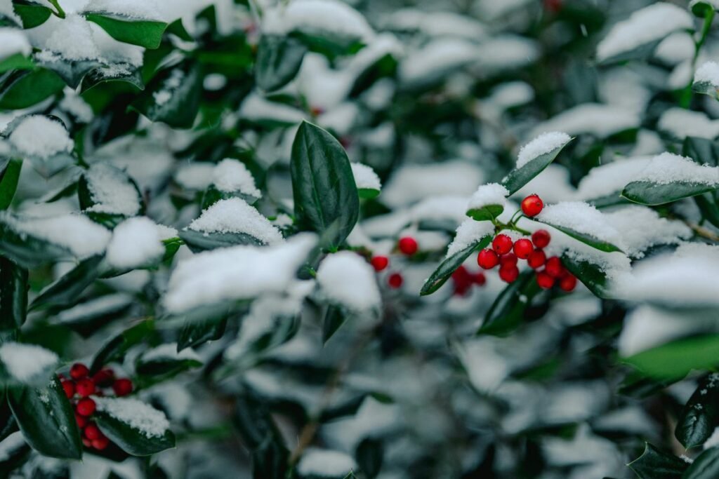 Bugienis – gražus, bet pavojingas Kalėdų svečias