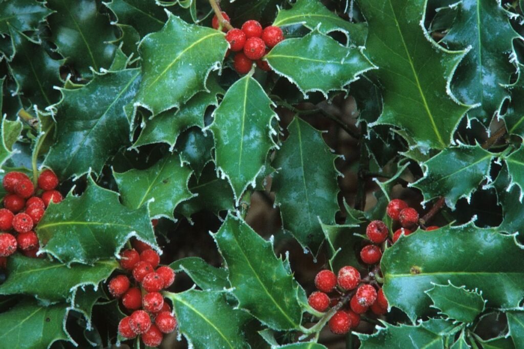 Kas yra bugienio uogos ir kaip jas atpažinti?