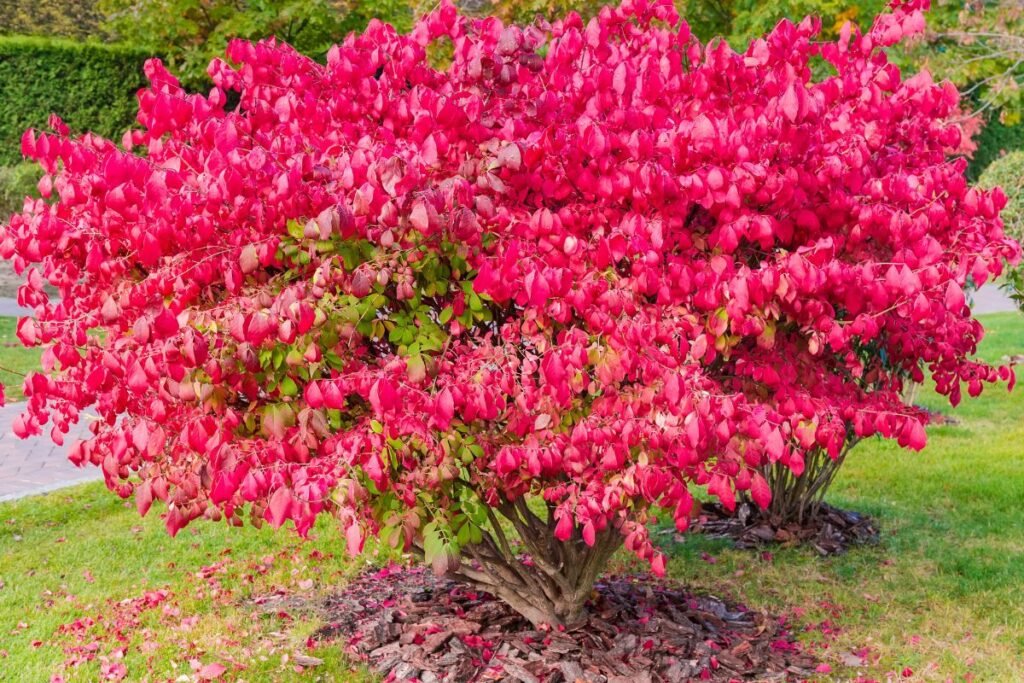Ožekšnio išvaizda ir paplitimas