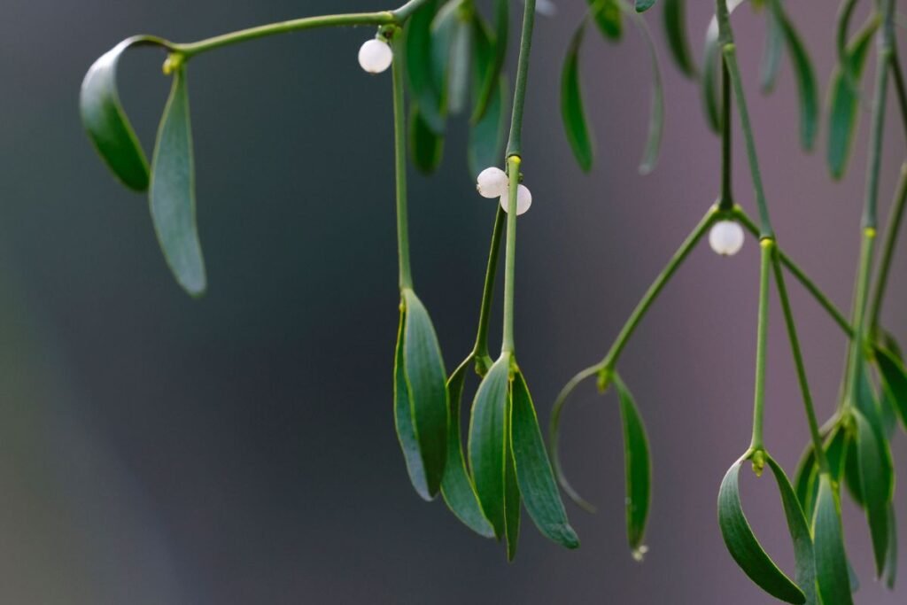 Amalas liaudies medicinoje: istorija ir šiuolaikinė perspektyva