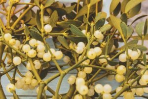 Amalo uogos – baltos ir pavojingos. Kodėl šis mitinis augalas reikalauja ypatingos atsargumo?