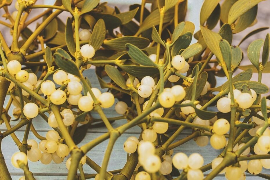 Amalo uogos – baltos ir pavojingos. Kodėl šis mitinis augalas reikalauja ypatingos atsargumo?