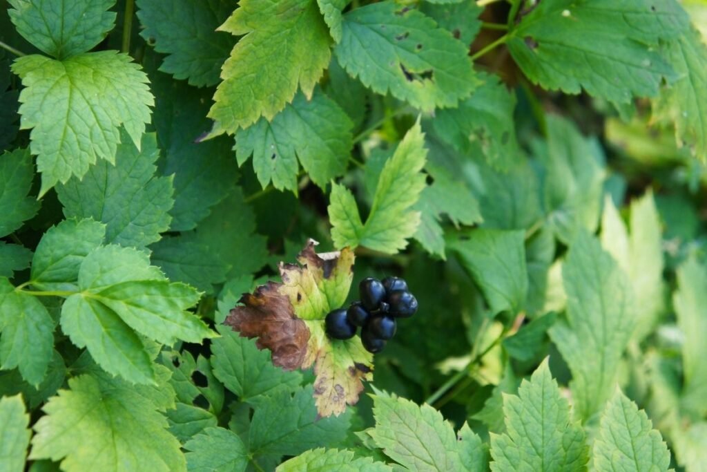 Kaip apsaugoti vaikus nuo juodžolės uogų pavojaus?
