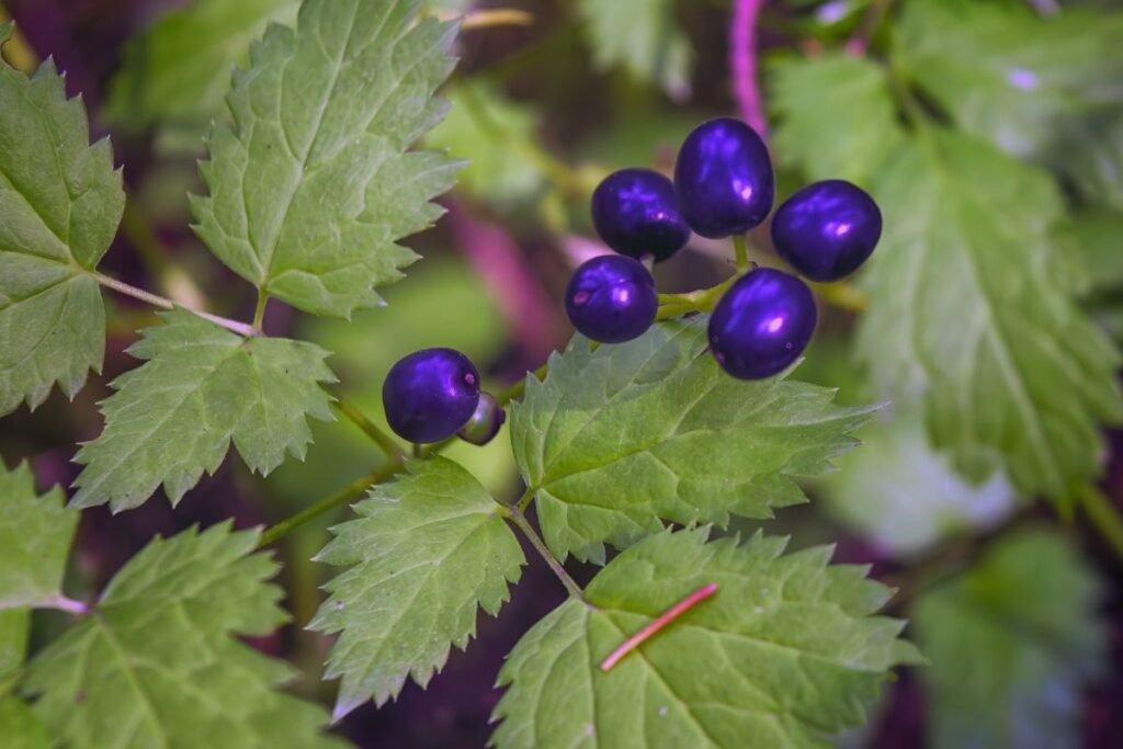 Kodėl juodžolės uogos tokios nuodingos?