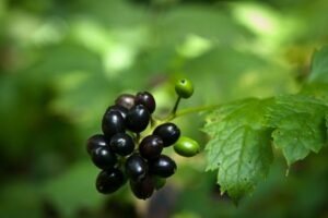 Juodžolės uogos – itin nuodingos juodosios „vyšnios“. Kaip neapsirikti aptikus miške?