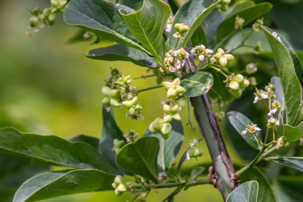 Ožekšnio išvaizda ir paplitimas