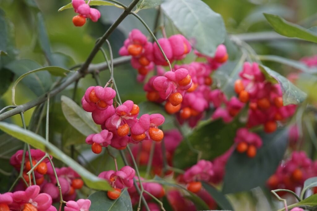 Ožekšnio uogos: apsinuodijimo simptomai ir rizikos