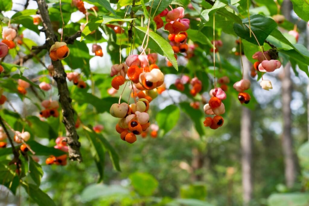 Ožekšnio išvaizda ir paplitimas