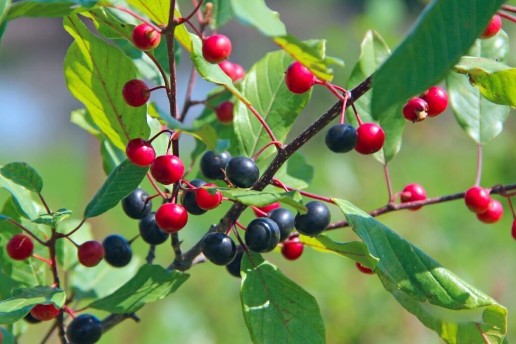 Apsinuodijimas šaltekšnio uogomis: simptomai ir pavojai