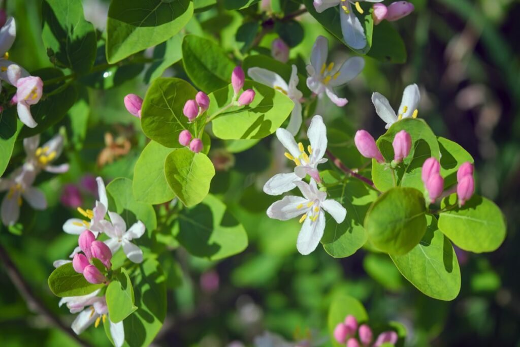 Šaltekšnio išvaizda ir paplitimas Lietuvoje