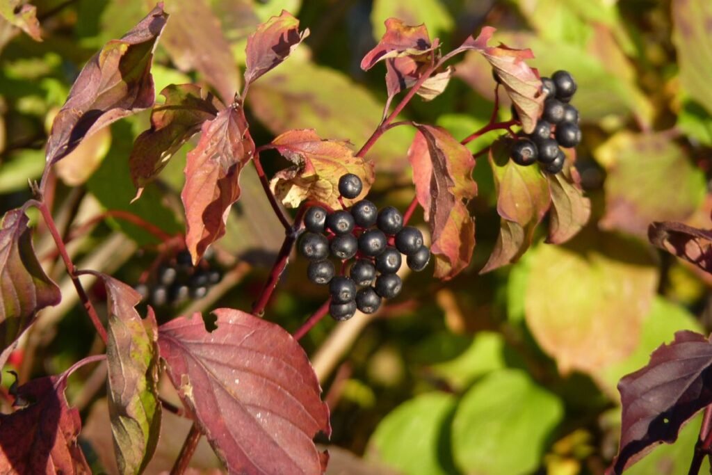 Šaltekšnio uogos: kaip apsaugoti vaikus?
