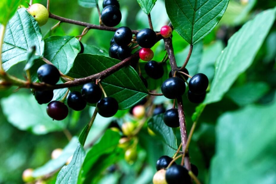Šaltekšnio uogos – nuodingi miško vaisiai, viliojantys panašumu į mėlynes. Kaip atpažinti ir išvengti pavojaus?
