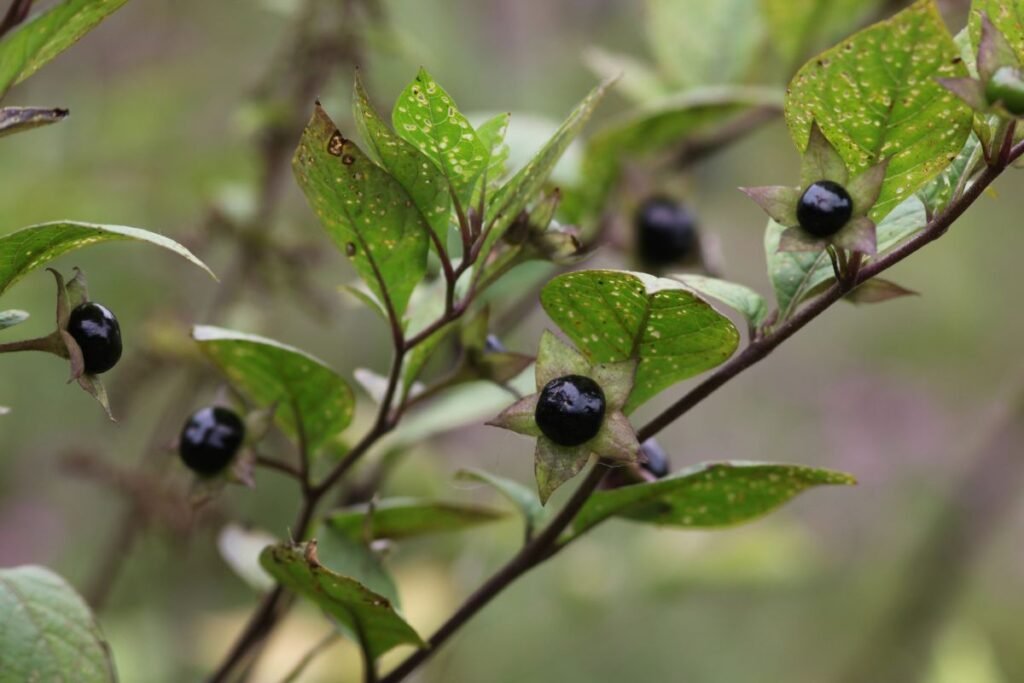 Kaip atpažinti šunvyšnę ir nesupainioti su kitomis uogomis?