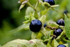 Šunvyšnės uogos – grožis, istorija ir pavojus, kurio negalima ignoruoti