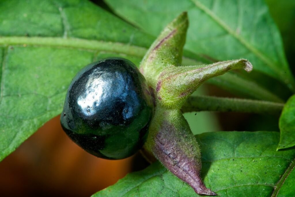 Šunvyšnės uogų cheminė sudėtis ir pavojus