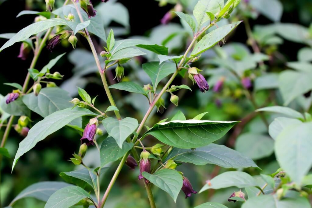 Šunvyšnės išvaizda ir paplitimas