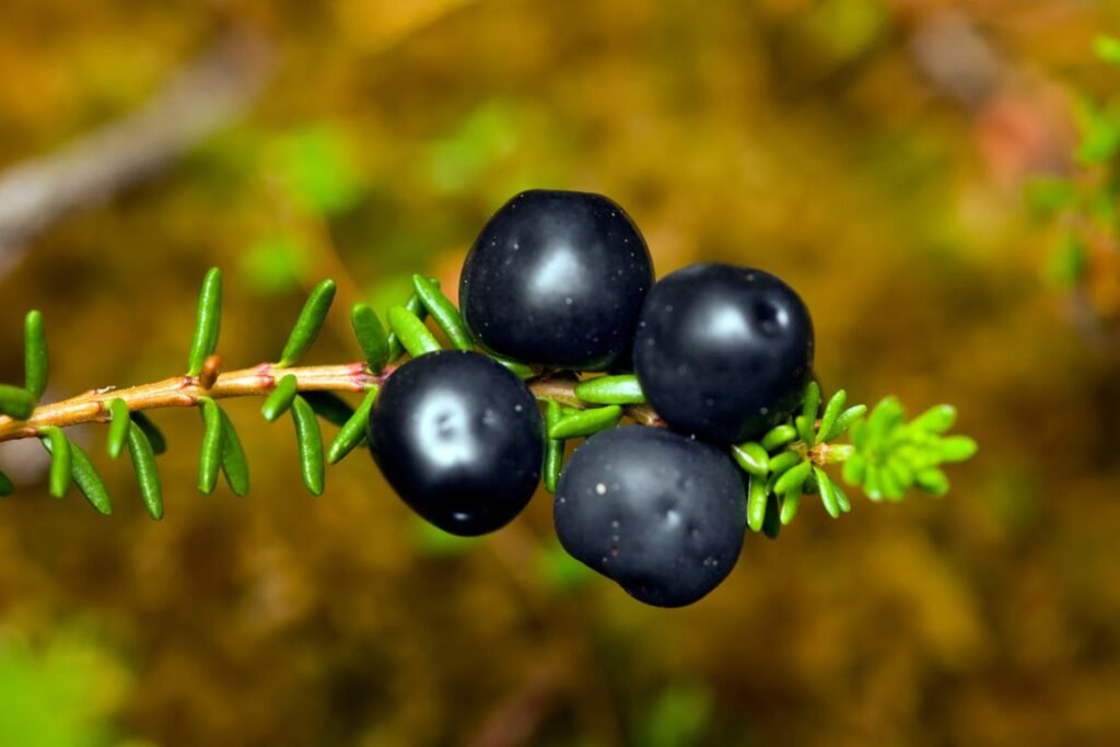 Varnauogė istorijoje ir liaudies medicinoje