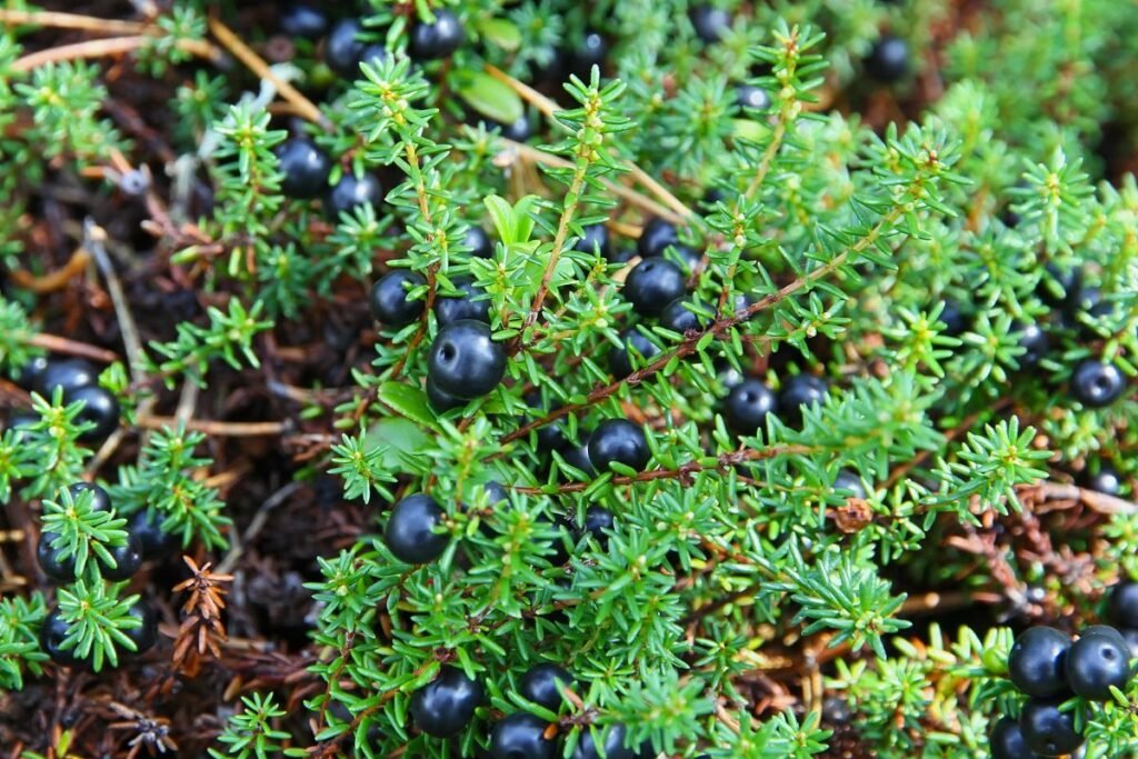 Varnauogės augimo vieta ir išvaizda