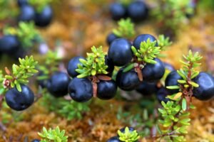 Varnauogė – juodasis pelkių lobis, apie kurį beveik niekas nežino. Kodėl šios uogos lieka nepastebėtos?