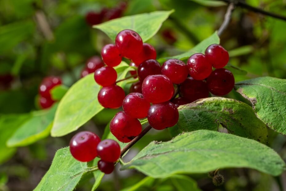 Laukinio sausmedžio uogos – ne valgomojo sausmedžio „sesės“. Kodėl jas geriau aplenkti iš tolo?