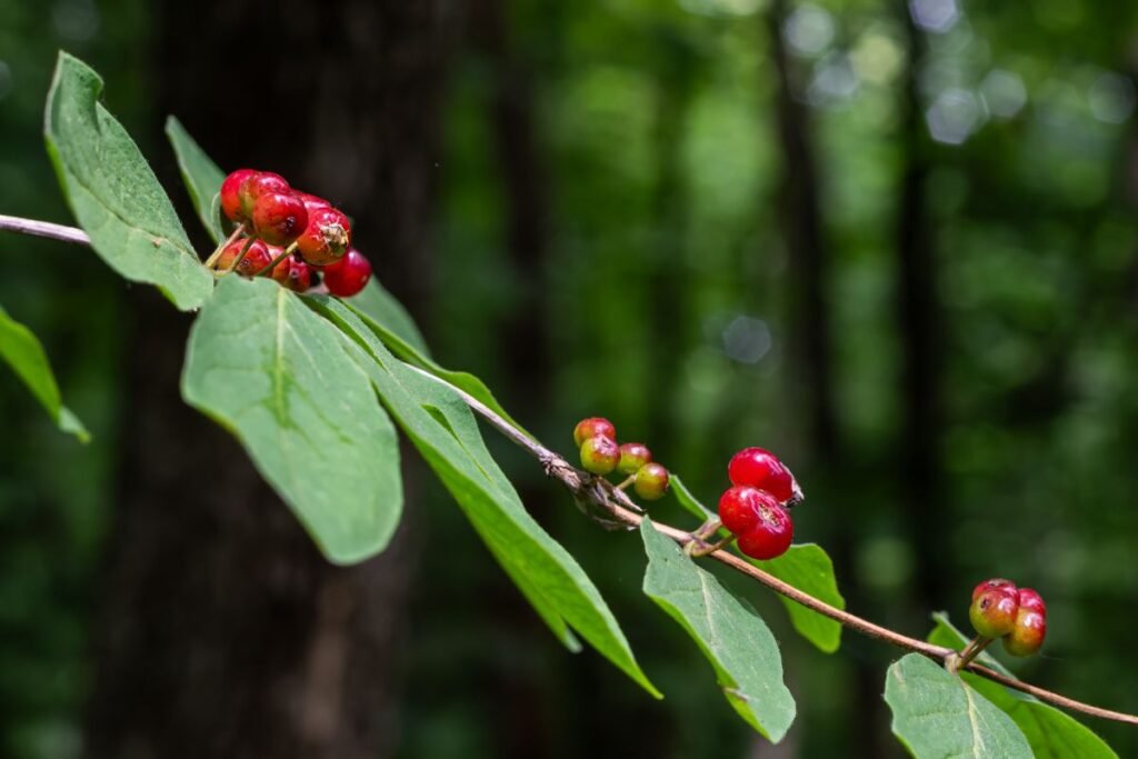 Kaip apsaugoti vaikus nuo „miško saldainių“?